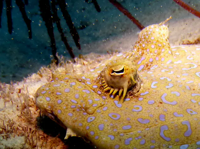 Underwater photograph by Joel Bergsma