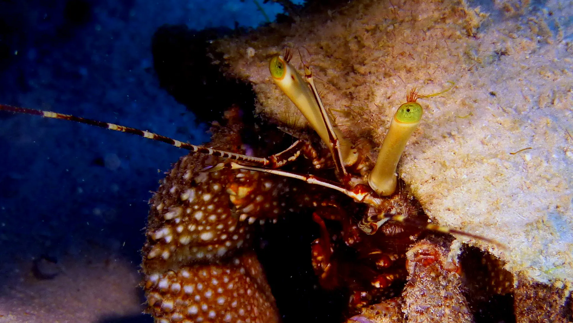 Hermit Crab, Belize, 2017