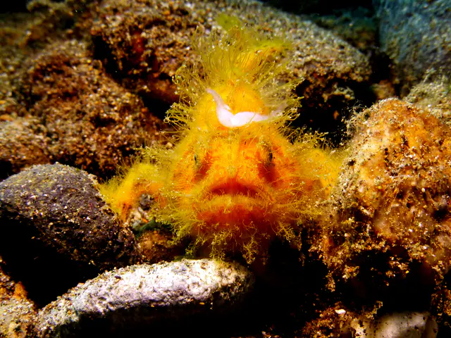 Underwater photograph by Joel Bergsma