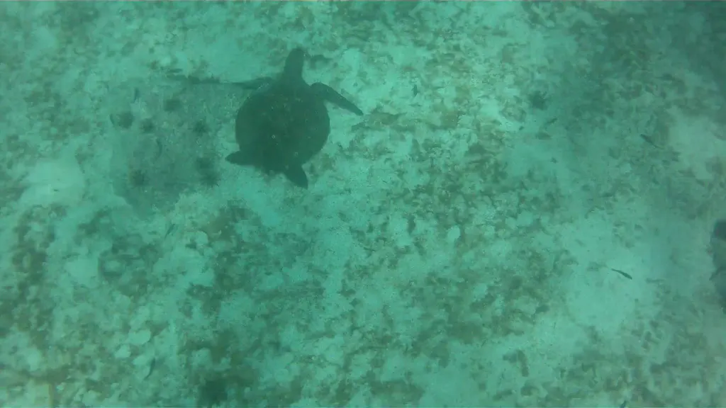 Video - Turtles. Isla Lobos. Galapagos.  I shot this video while snorkeling with my Intova Sport Pro HD, a camera similar to the Go Pro.