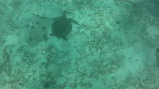 Video - Turtles. Isla Lobos. Galapagos.  I shot this video while snorkeling with my Intova Sport Pro HD, a camera similar to the Go Pro.