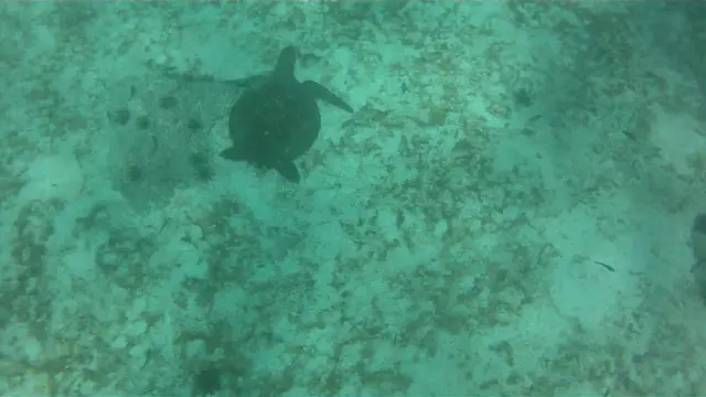 Video - Turtles. Isla Lobos. Galapagos.  I shot this video while snorkeling with my Intova Sport Pro HD, a camera similar to the Go Pro.