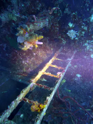 Underwater photograph by Joel Bergsma