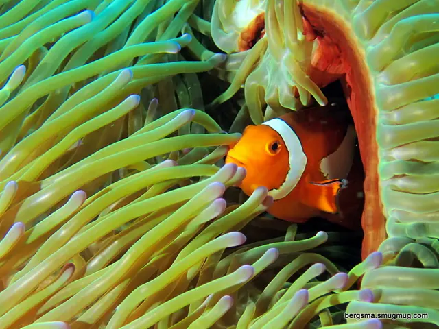 Underwater photograph by Joel Bergsma