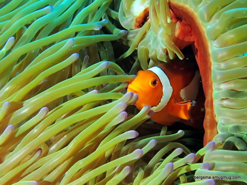 Anemonefish, Philippines, 2019