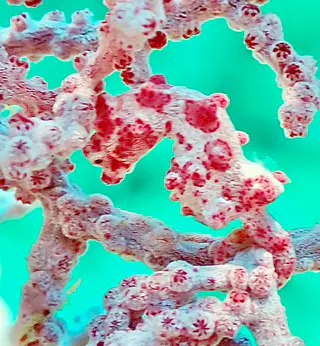 Underwater photograph by Joel Bergsma