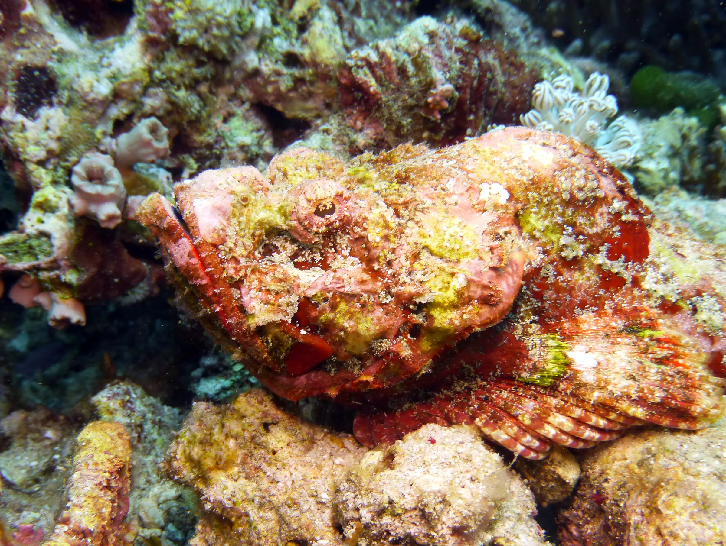 Scorpionfish, Philippines, 2014