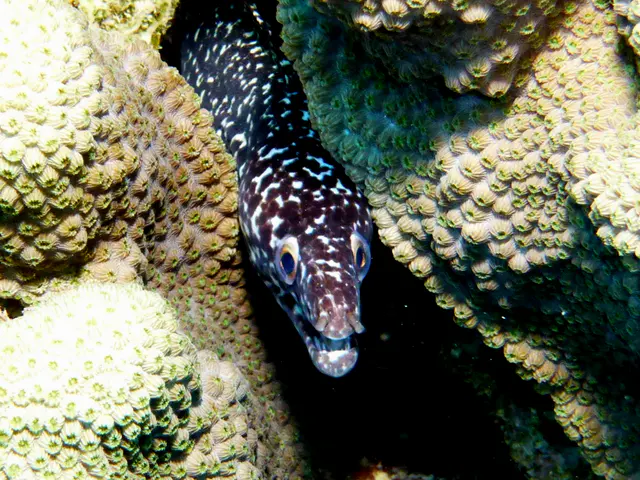 Underwater photograph by Joel Bergsma