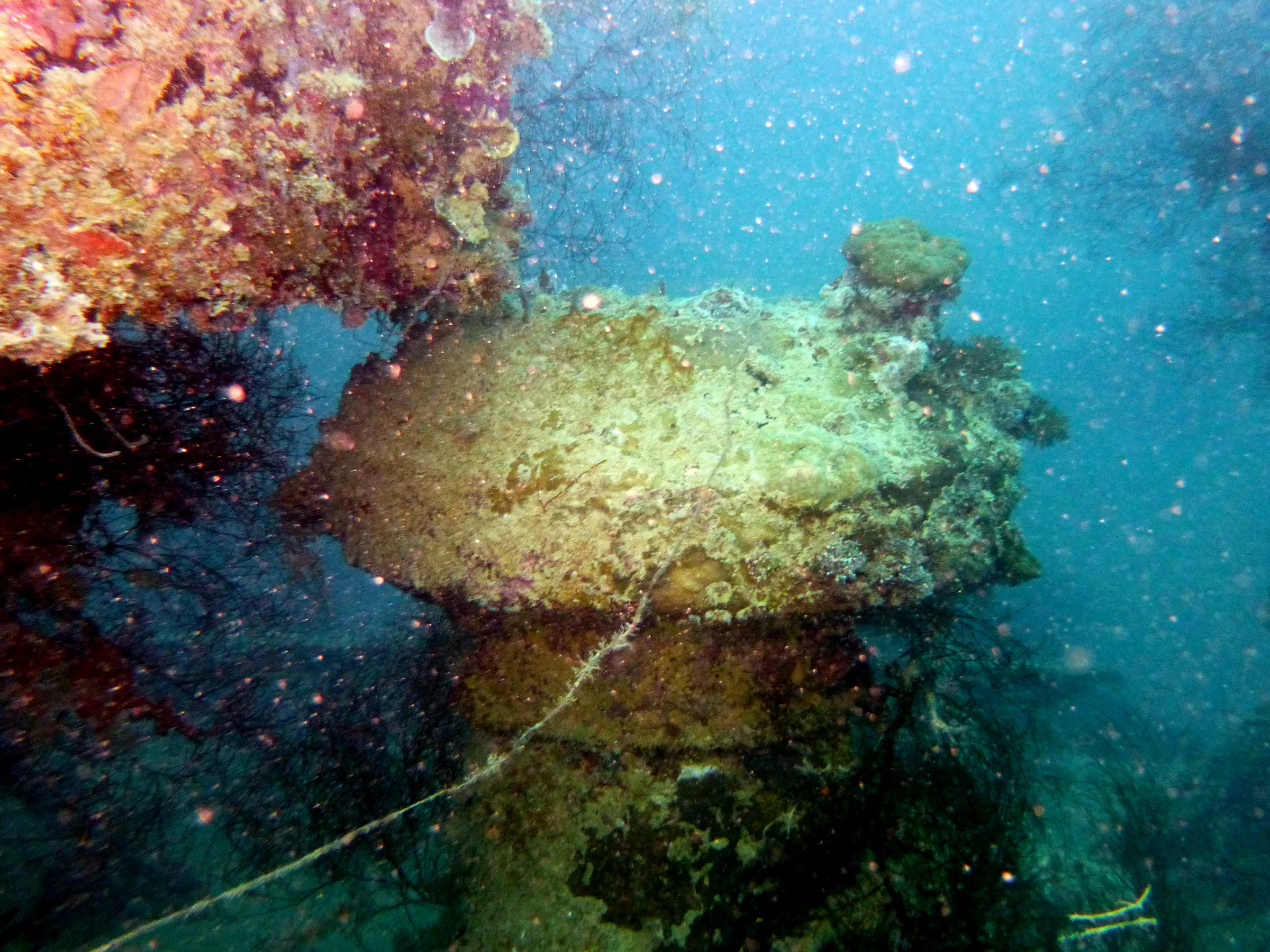 Palau underwater photograph, 2013