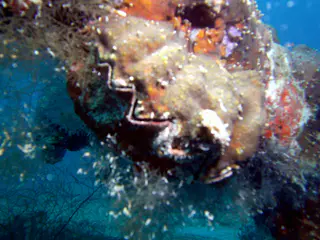 A clam has affixed itself to one of the ship's beams.