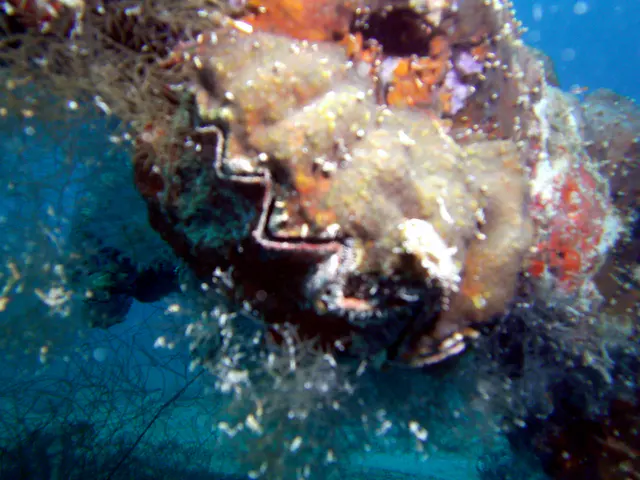 A clam has affixed itself to one of the ship's beams.