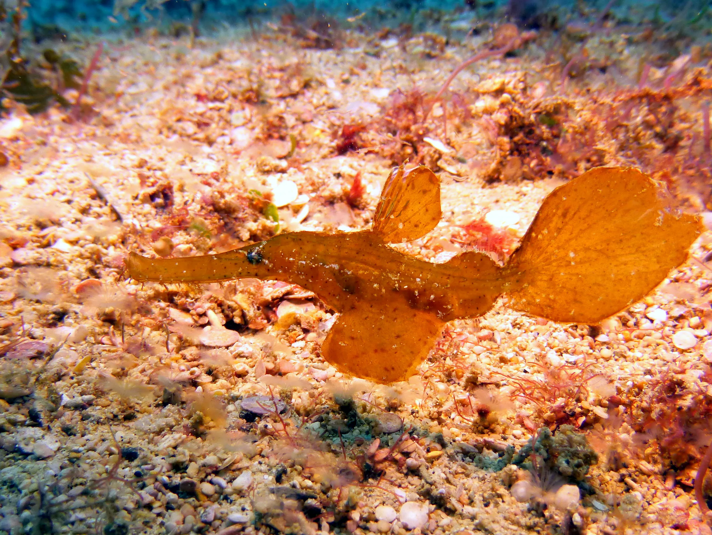 Pipefish, Philippines, 2014