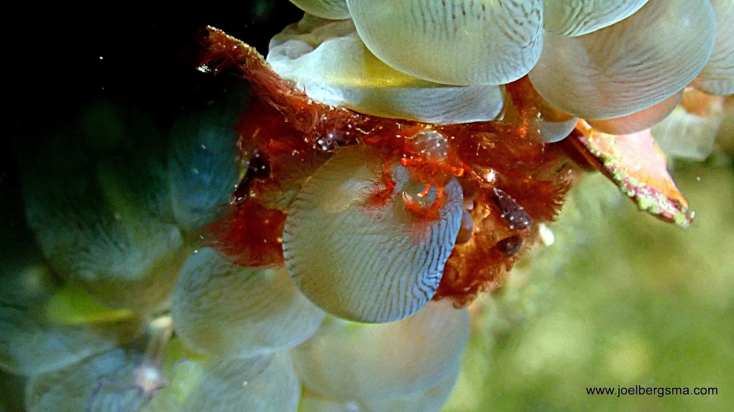 Philippines underwater photograph, 2022