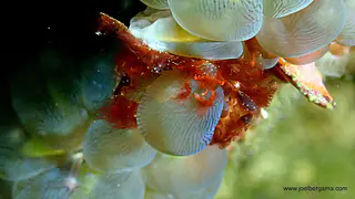 Underwater photograph by Joel Bergsma