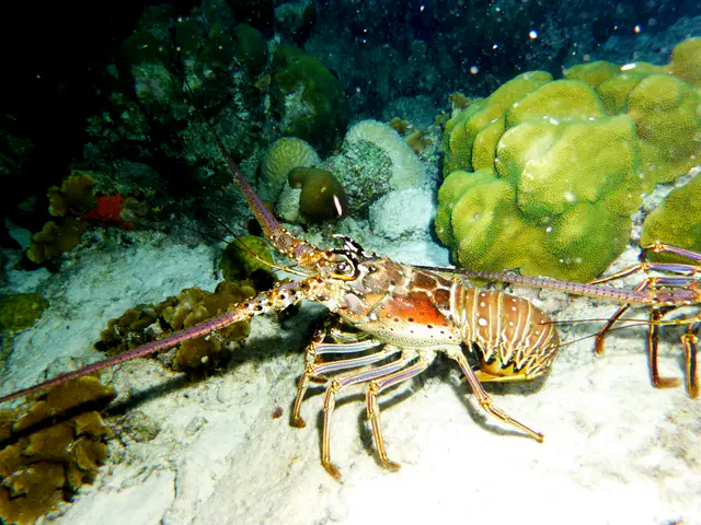Underwater photograph by Joel Bergsma