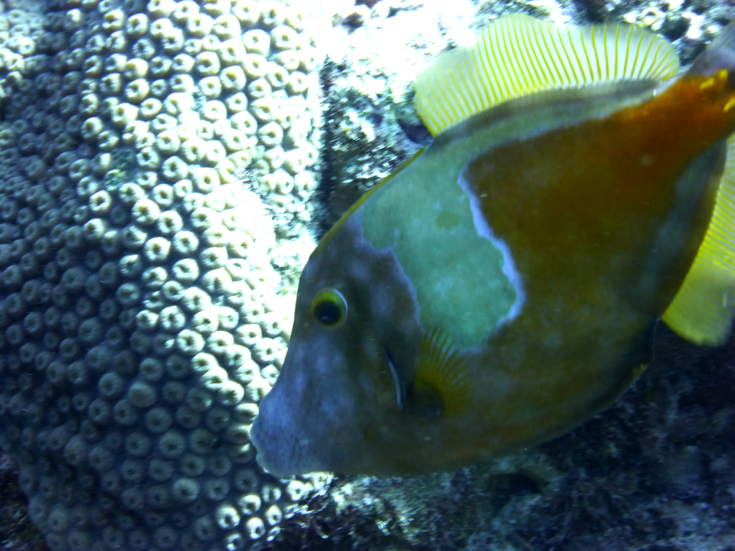 Bonaire underwater photograph, 2013