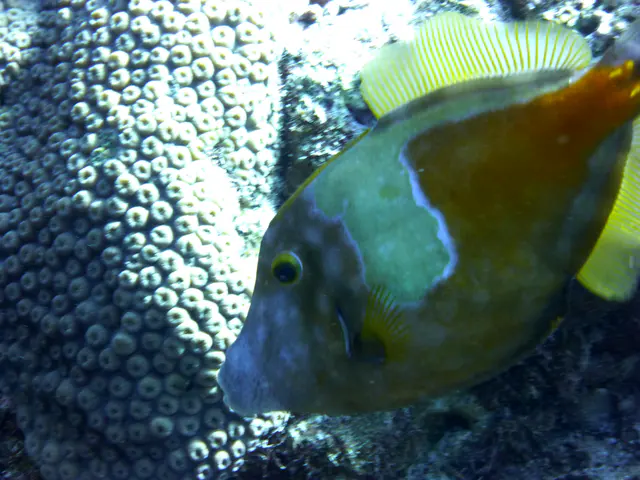 Underwater photograph by Joel Bergsma