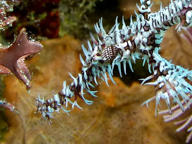 Underwater photograph by Joel Bergsma