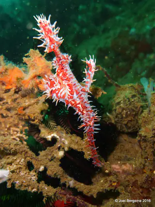 Underwater photograph by Joel Bergsma
