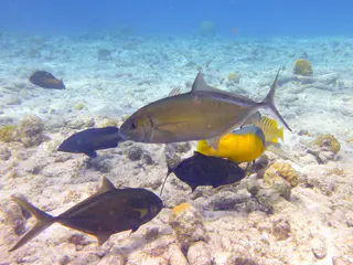 Underwater photograph by Joel Bergsma