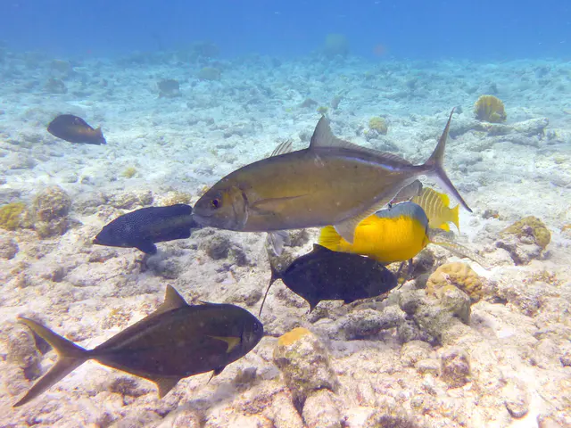 Underwater photograph by Joel Bergsma