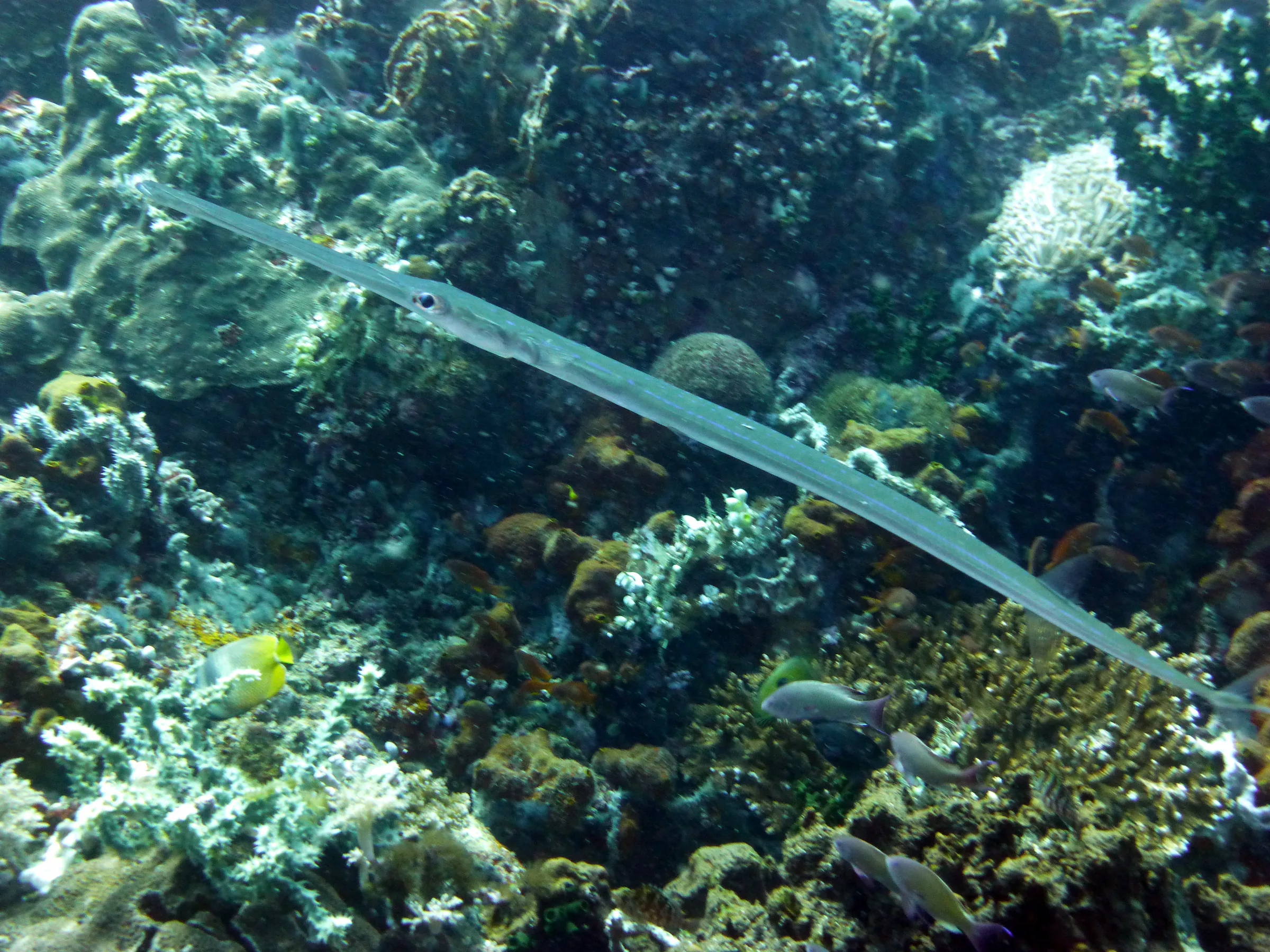 Trumpetfish, Philippines, 2014