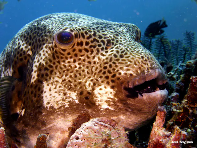 Underwater photograph by Joel Bergsma