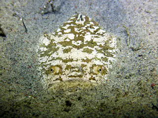Underwater photograph by Joel Bergsma