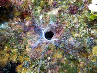 Underwater photograph by Joel Bergsma