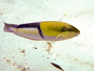 Yellowhead Wrasse