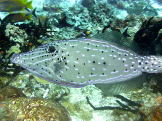 Underwater photograph by Joel Bergsma