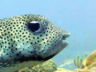 Underwater photograph by Joel Bergsma