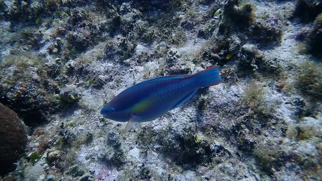 Stoplight Parrotfish