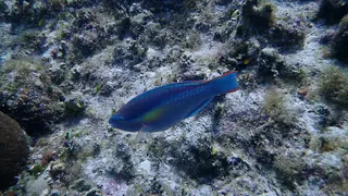 Stoplight Parrotfish