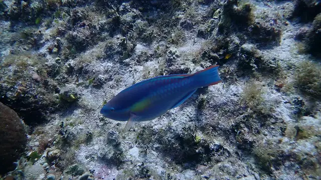 Stoplight Parrotfish
