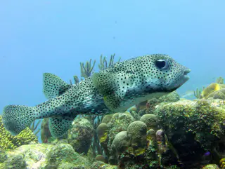 Underwater photograph by Joel Bergsma