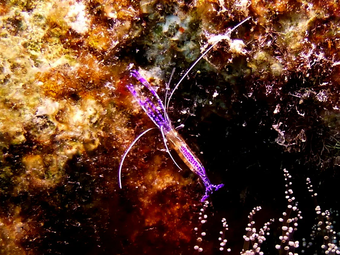 Pederson's Cleaning Shrimp, Bonaire, 2013