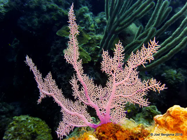 Underwater photograph by Joel Bergsma