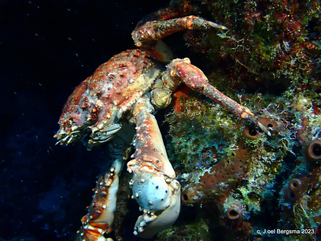 Underwater photograph by Joel Bergsma
