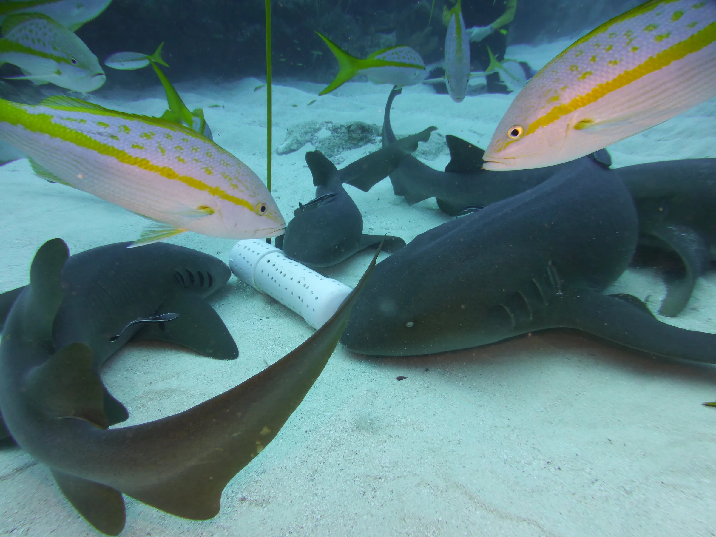 Nurse Shark, Belize, 2017
