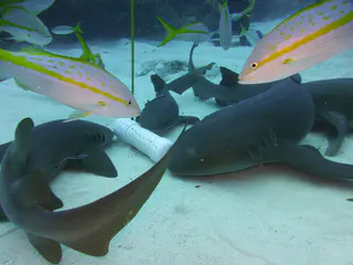 Underwater photograph by Joel Bergsma