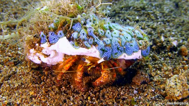 Underwater photograph by Joel Bergsma