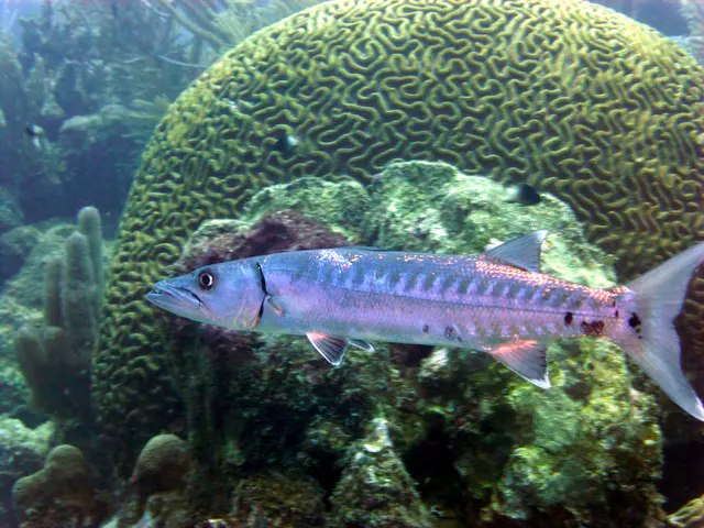 Underwater photograph by Joel Bergsma