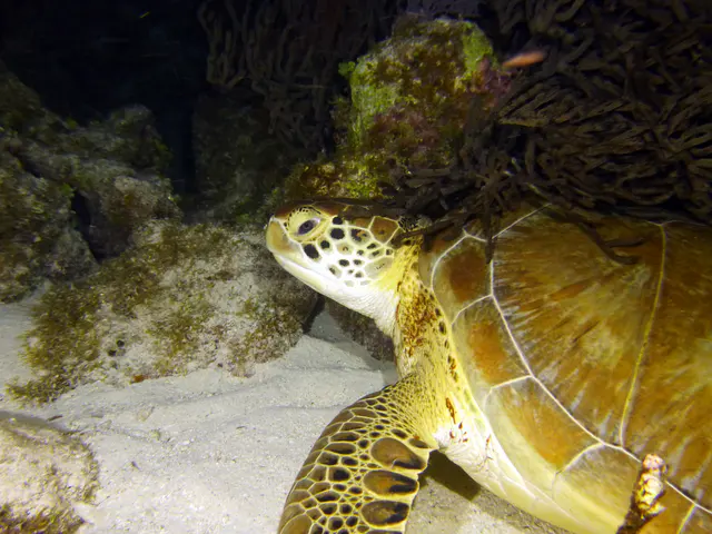 Underwater photograph by Joel Bergsma
