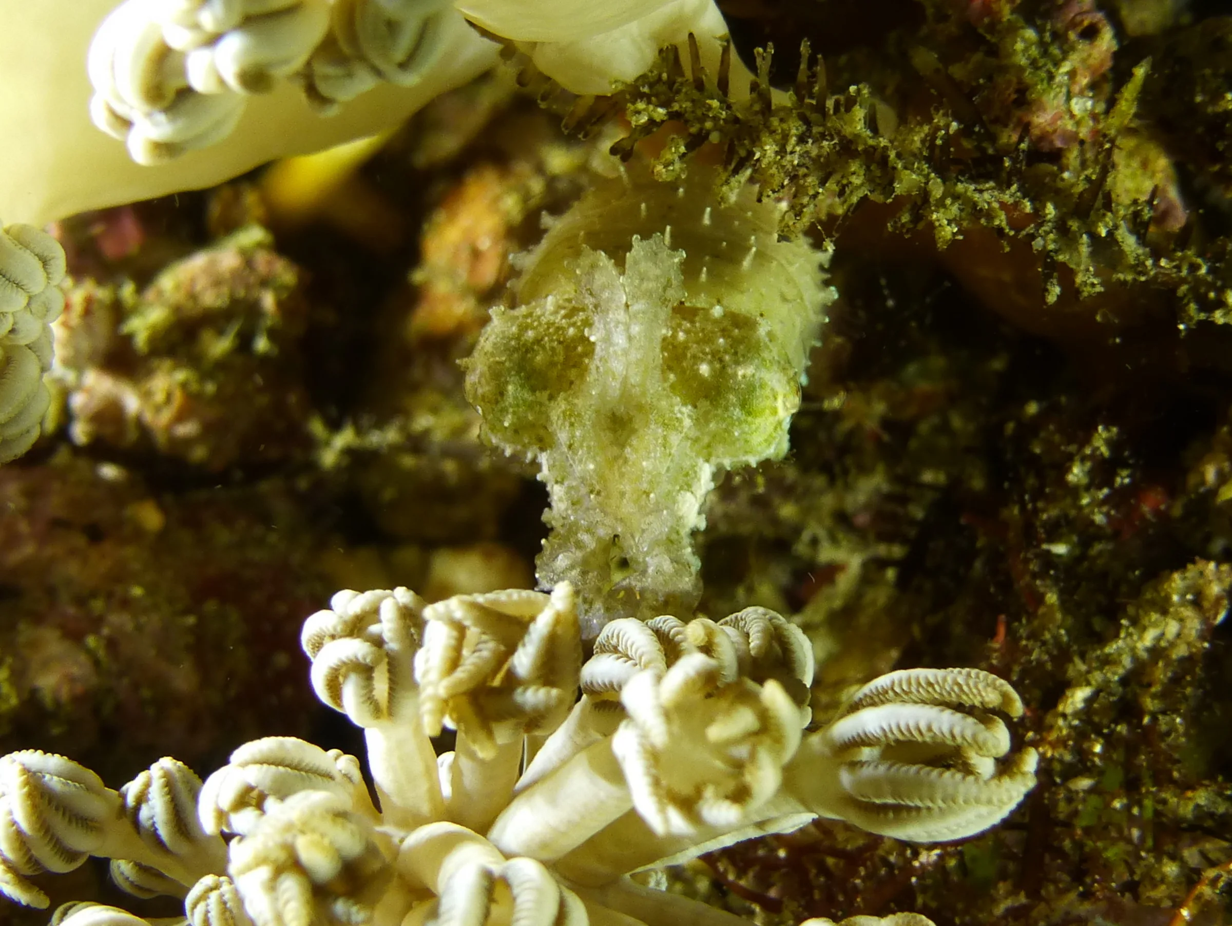 Pygmy Cuttlefish, Philippines, 2014