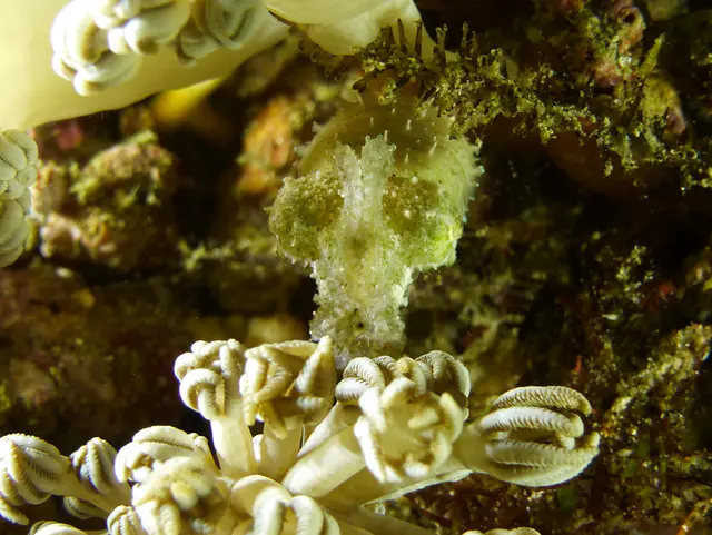 Underwater photograph by Joel Bergsma
