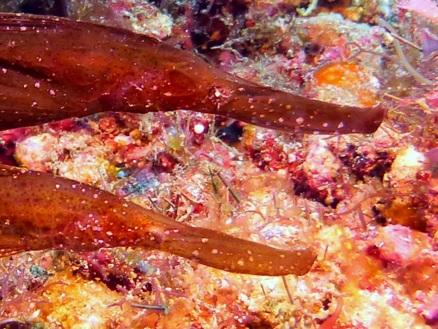 Pipefish, Philippines, 2014