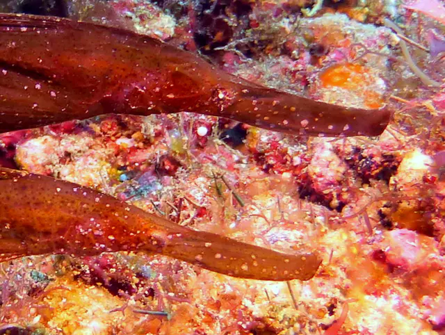 Underwater photograph by Joel Bergsma