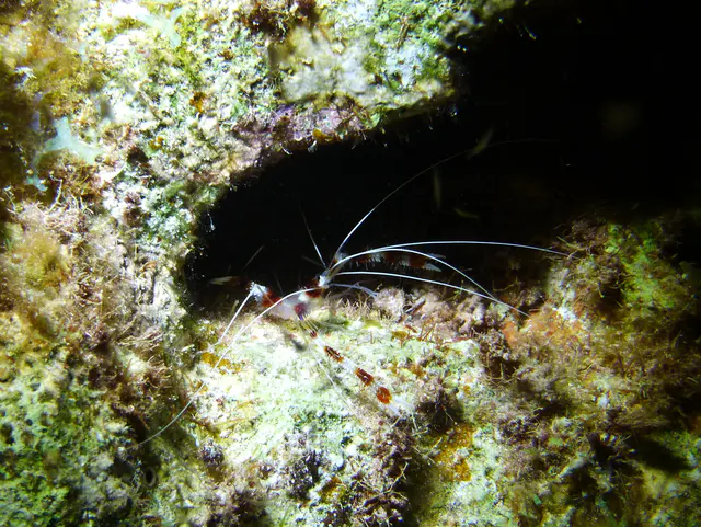 Underwater photograph by Joel Bergsma