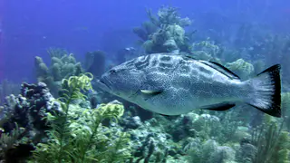 Underwater photograph by Joel Bergsma